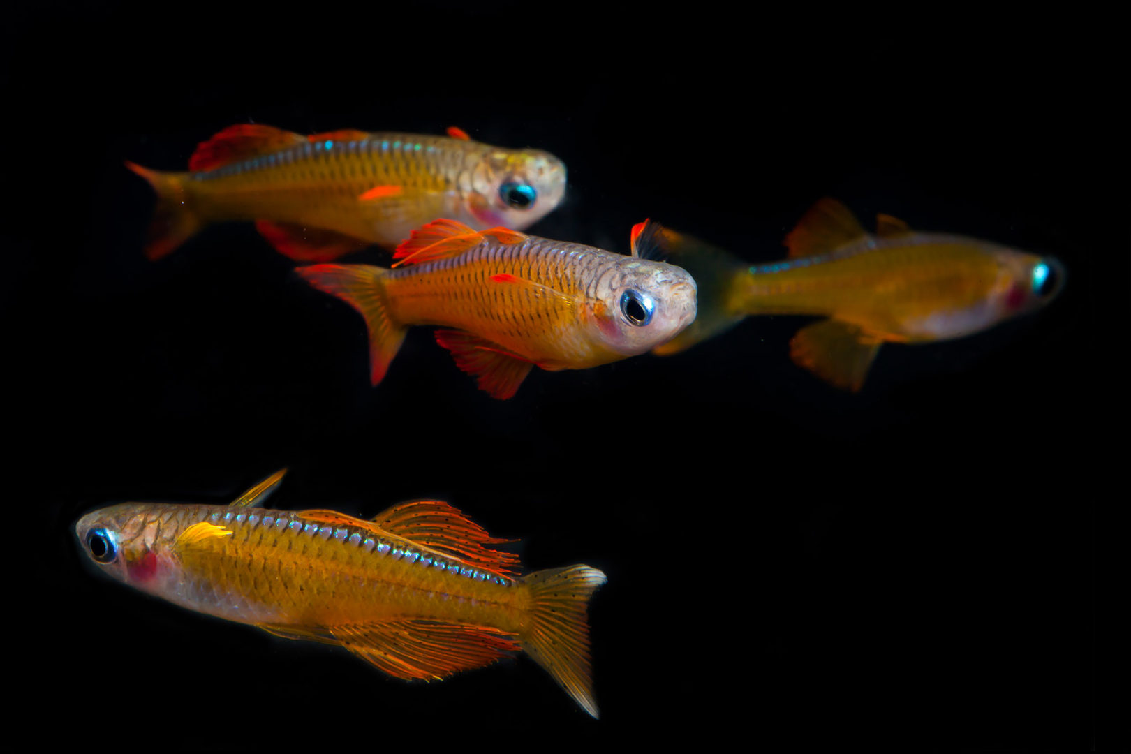 Paskai Rainbowfish - Pseudomugil paskai