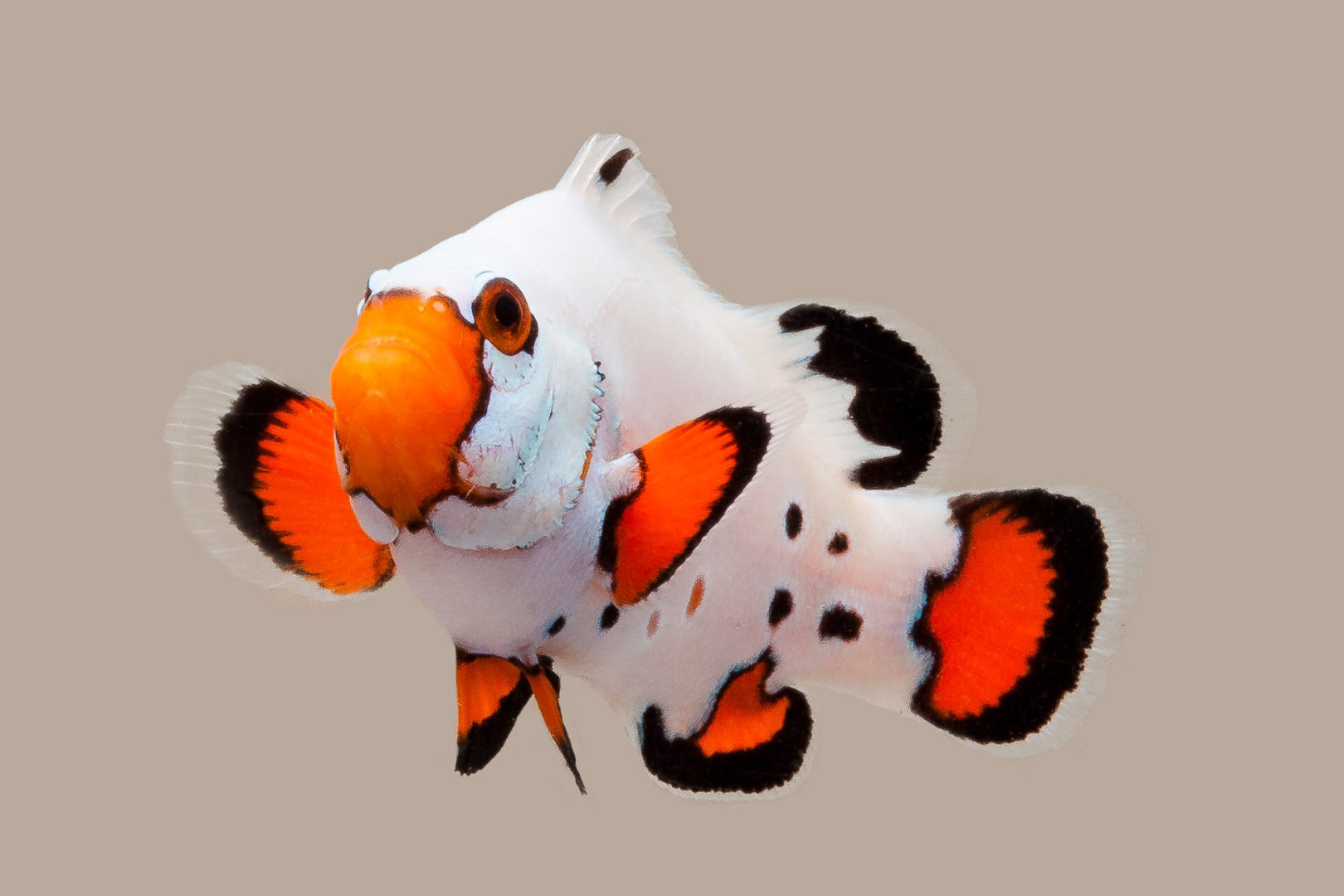 Clownfish 2