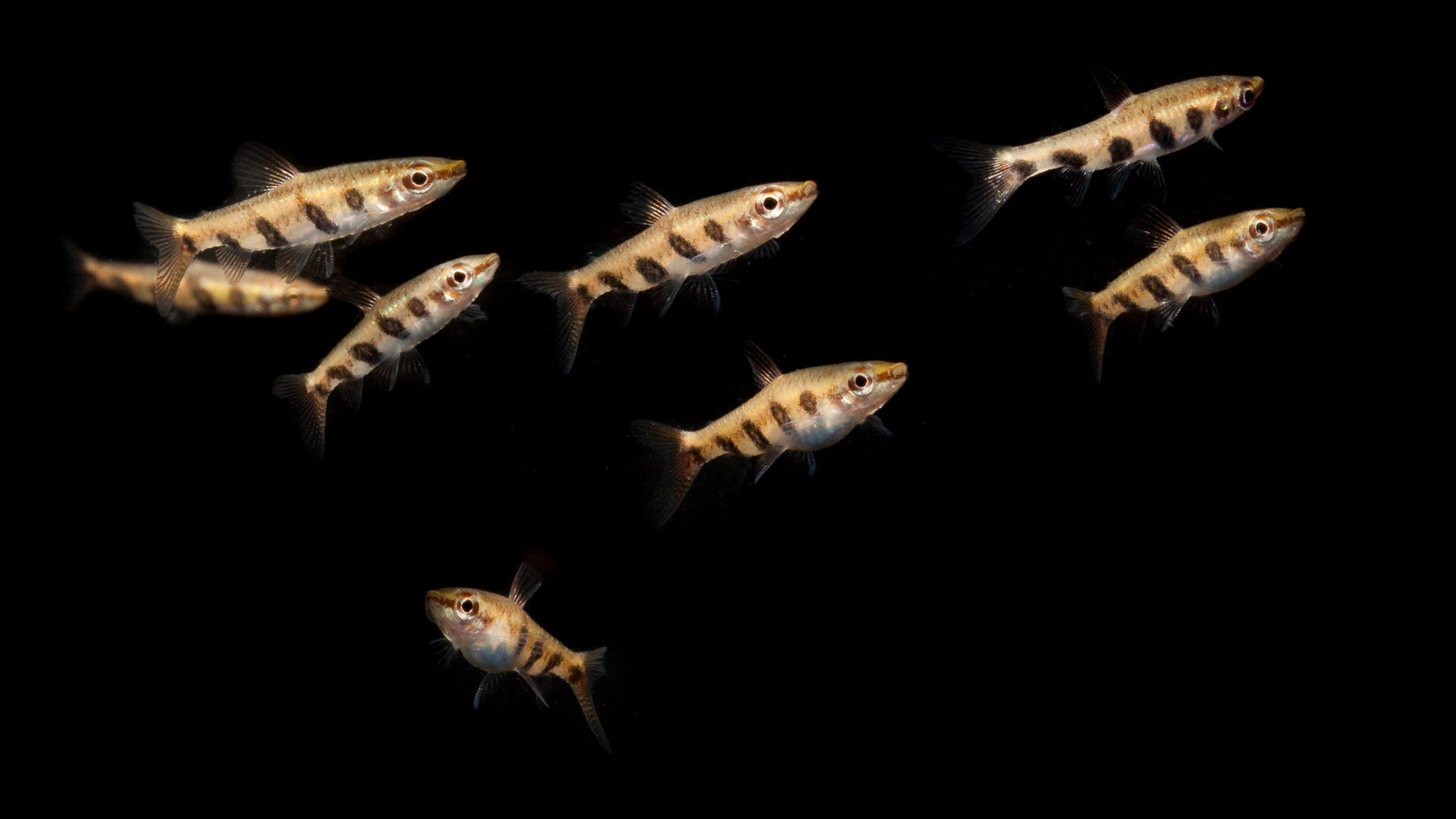 Espei Pencilfish - Nannostomus espei