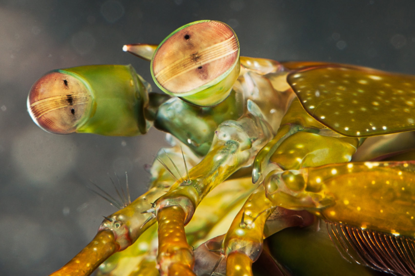 Mantis Shrimp Eyes