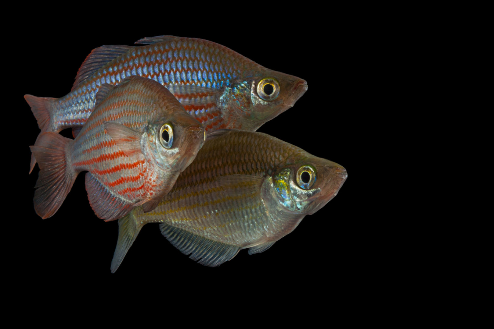 New Guinea Rainbowfish
